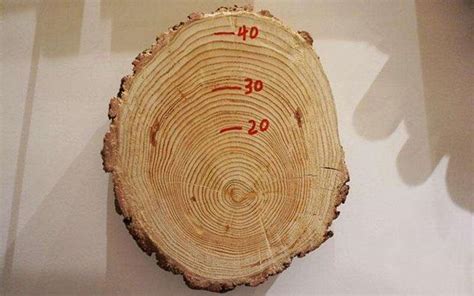 年輪有什麼用？代表樹木年齡？秘密都被隱藏起來了 每日頭條
