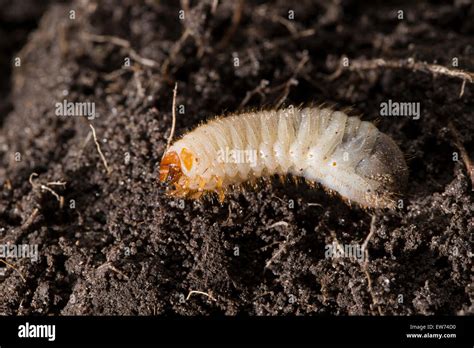 Rose chafer, larva, larvae, grub, grubs, Rosenkäfer, Larve, Engerling, Larven, Käferlarve, Gold ...