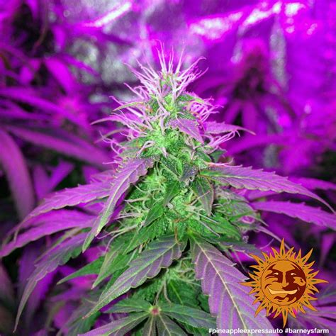 ! PINEAPPLE EXPRESS AUTO™ Autoflowering Cannabis Seeds | BARNEYS FARM®