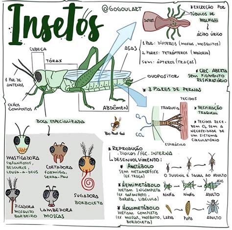 Mapa Mental Sobre Insetos Study Maps