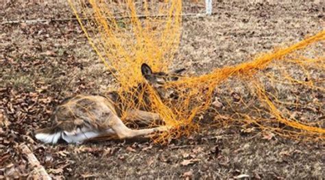 Warden Rescues Deer Trapped In Soccer Net Fox 5 San Diego