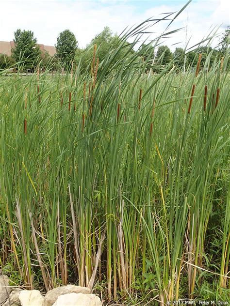 Typha Angustifolia Narrow Leaved Cattail Minnesota Wildflowers