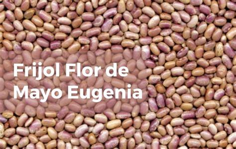 Conoce el Frijol Flor de Mayo Eugenia Secretaría de Agricultura y