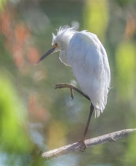 Snowy Egret 1928 062123 2 Photograph By Tam Ryan Fine Art America