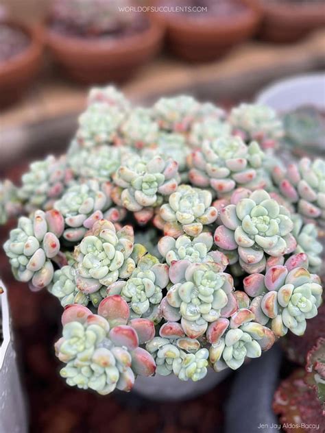 Sedum Clavatum Tiscalatengo Gorge Sedum World Of Succulents