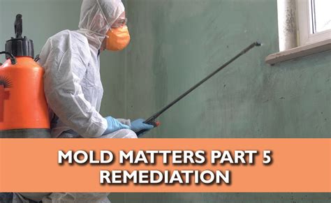 Mold Matters Ermi Test And Remediation Way Healthmd