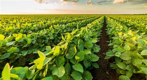 An Early Season Soybean Checklist Morning Ag Clips