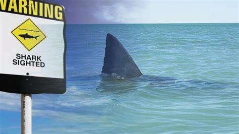 ‘Great white’ sighting closes Bunbury beaches | South Western Times