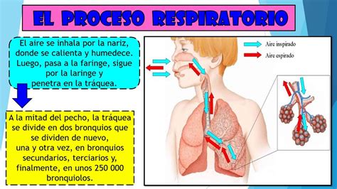 Como se realiza EL PROCESO RESPIRATORIO FACIL PARA NIÑOS YouTube