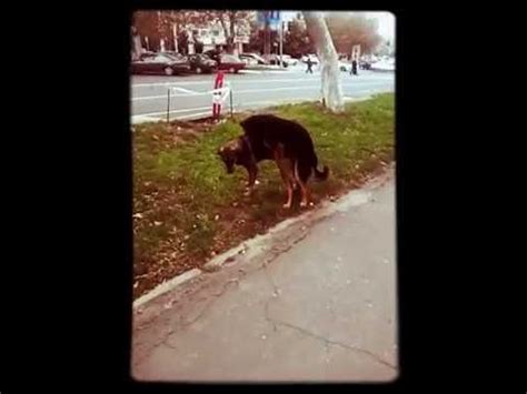 Собаки трахаются - YouTube