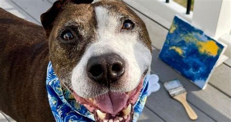 Meet Van Gogh The One Eared Dog Who Paints With His Tongue