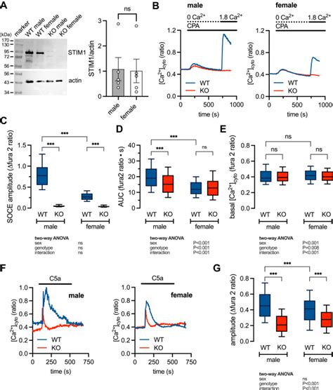 Stim1 Dependent Store Operated Calcium Entry Mediates Sex Differences