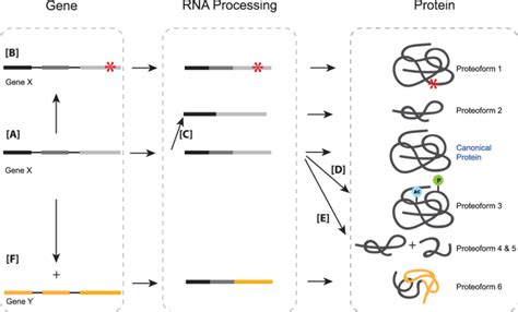 A The Canonical Pathway Of The Gene To Transcript To Final Protein Download Scientific