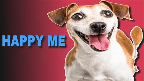 5 Sound That Make Dogs Happy Happy Me Youtube