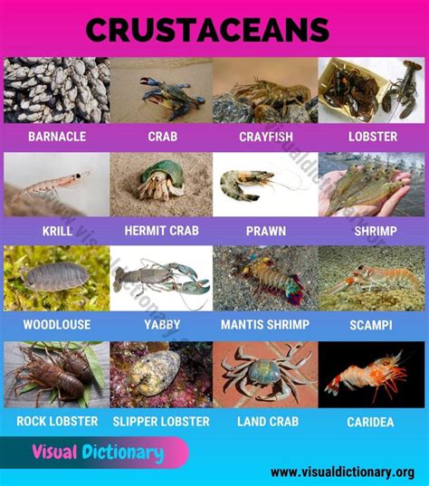 Crustaceans: Useful List of 16 Names of Crustaceans in the World ...