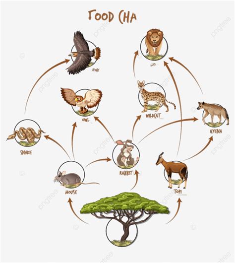 Food Chain Diagram Concept Hawk Diagram Safari Vector, Hawk, Diagram ...