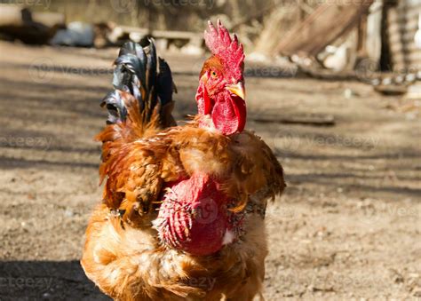 Portrait Of The Naked Neck Rooster In The Poultry House Stock