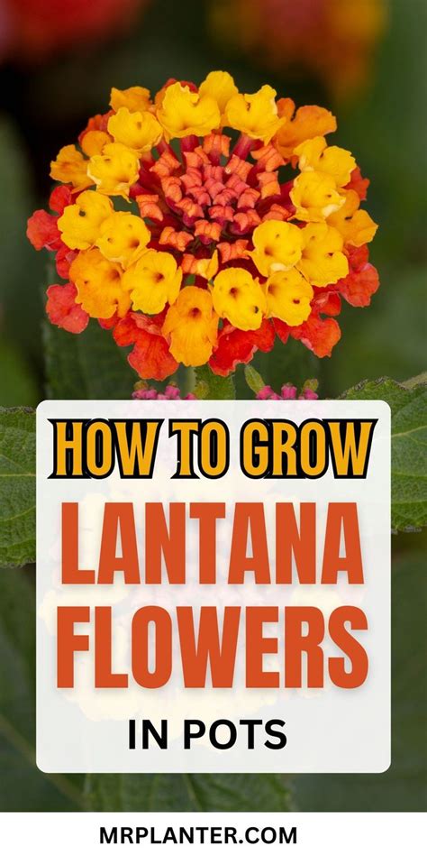 How To Grow And Care For Lantana Artofit