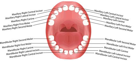 How Many Teeth Do Humans Have? Everything You Need To Know About Your ...