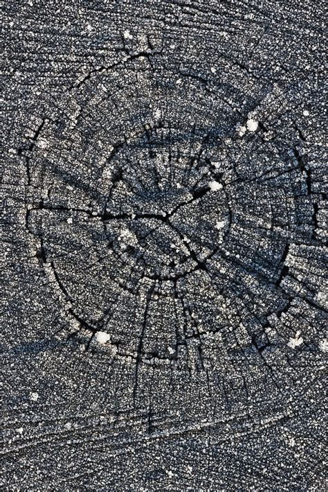 Ice Crystal On Tree Trunk By Stocksy Contributor Urs Siedentop Co