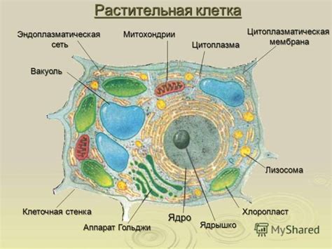 Клетка. Растительная клетка - online presentation