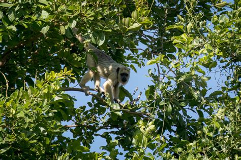 Alouatta Caraya Black And Gold Howler Monkey Female At Flickr