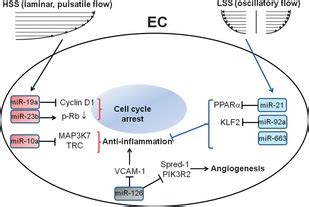 Schematic Diagram Of MiRNAs And Their Function In ECs In Response To