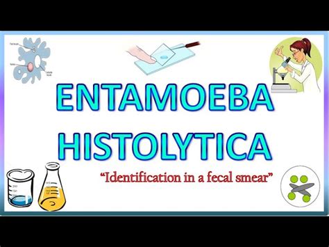 Entamoeba Histolytica Morphology