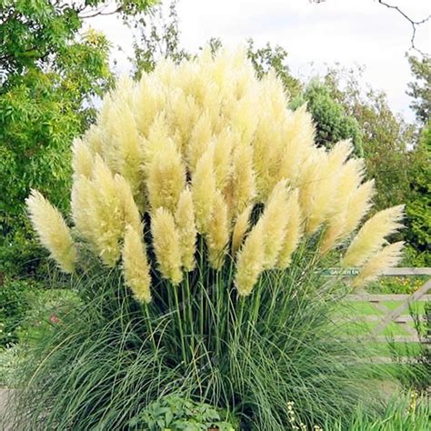 Pcs Rare Pampas Garss Pampas Seed Pampas Grass Plant Ornamental