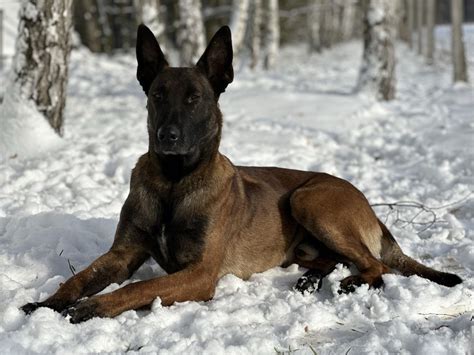 Owczarki Belgijskie Malinois Czarnybr D Olx Pl