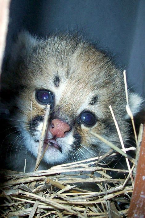 Pampas Cat - ZooBorns