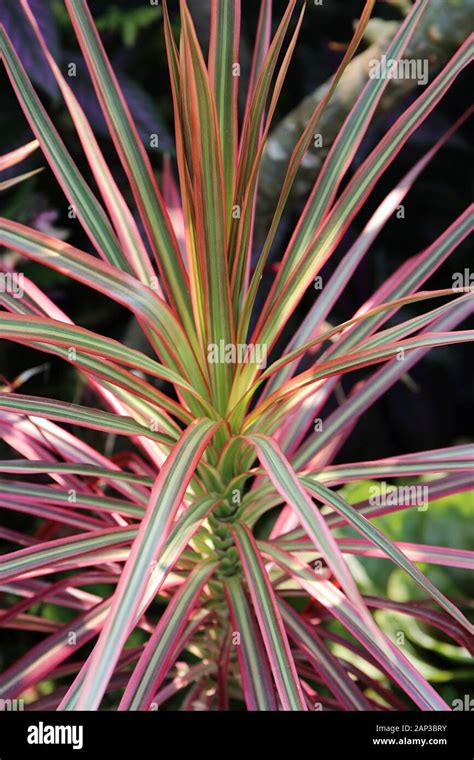 Dracaena Marginata Tricolor Care