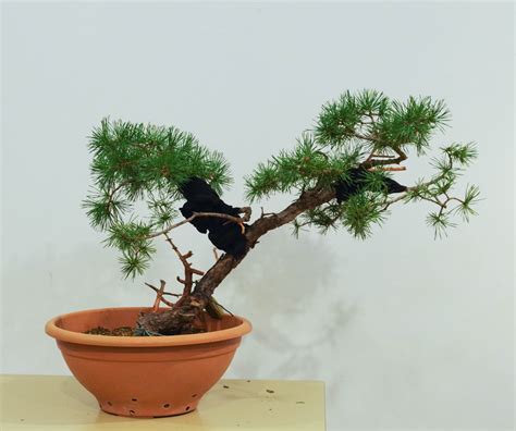 Pin sylvestre 7 Les chuhin et autres grands bonsaï ParlonsBonsai