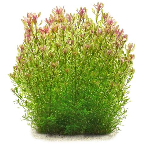 Rotala Rotundifolia Shimoga In Vitro Aquasabi Aquascaping Shop