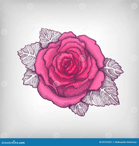 Vector Drawing Of Pink Rose Stock Vector Illustration Of Background Shirt 29122321