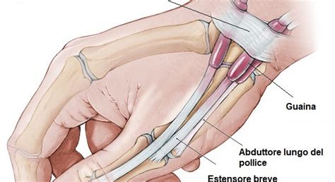 Anatomia Sindrome Di De Quervain Fisiotop Academy