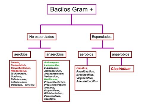 Bacilos Gram Positivos Aerobios No Esporulados PPT