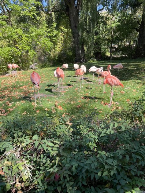 Flamingo Flock 10723 Zoochat