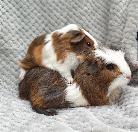 #tbt baby teddy having cuddles with his mummy : r/guineapigs