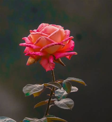 Beautiful Single Rose · Free Stock Photo