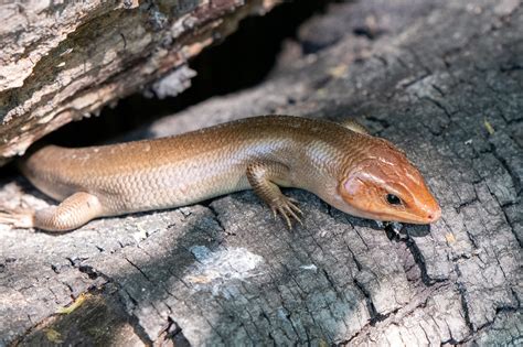 Broad Headed Skink South Carolina Partners In Amphibian And Reptile