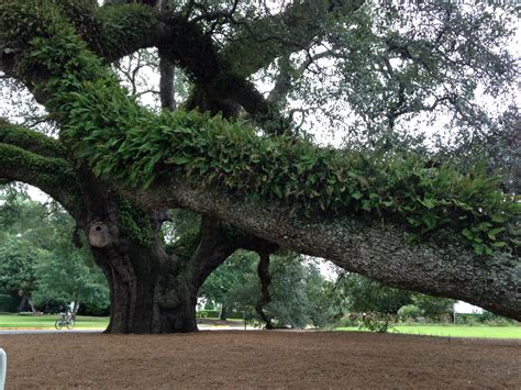 The Big Oak and Big Oak Cam | Explore Georgia