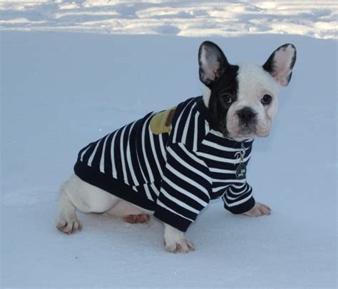 Аэлита - Питомник Французских бульдогов