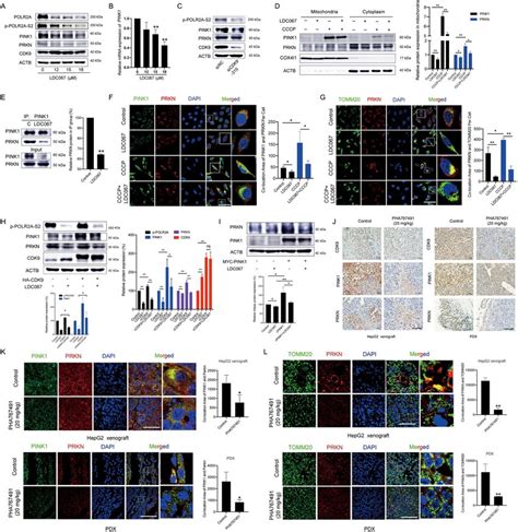 Inhibition Of CDK9 Suppresses Mitophagy Via Regulation Of The