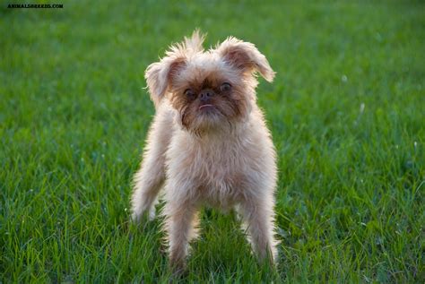 Brussels Griffon Dog Breed Pictures Information Temperament