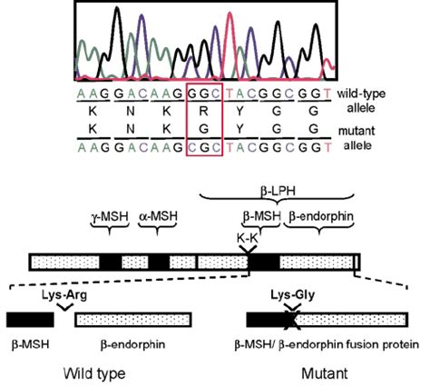 Identification Of A Cleavage Site Mutation In Pomc Sequence Chro