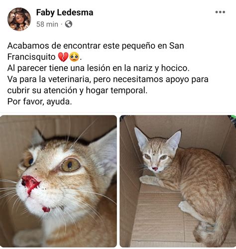 Mascotas Sismo On Twitter Imagen Sensible Precauci N Encontrado