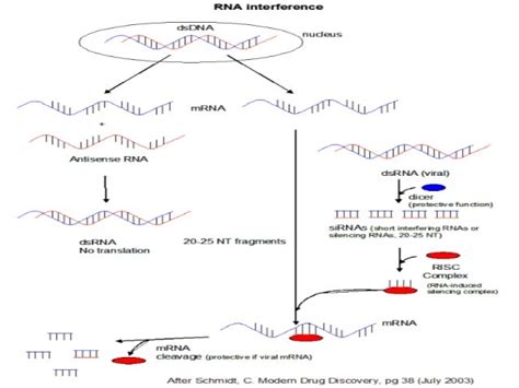 Rna Interference Rnai And Rna Induced Gene Silencing