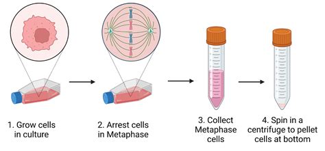 Metaphase Spreads Nc Dna Day Blog