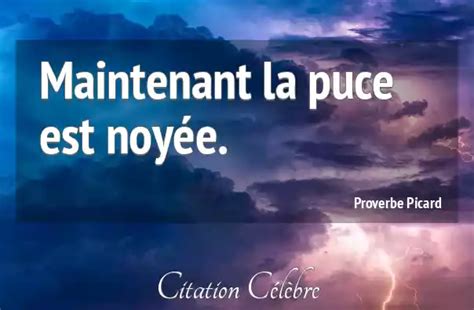 Proverbe Picard Maintenant Maintenant La Puce Est Noy E